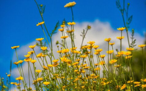 Meditatie (-en stilte) dag 21 mei 2026