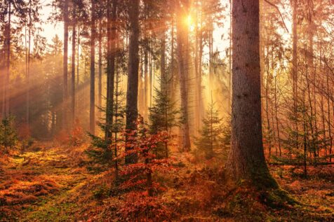 Inspiratiedag Earth-healing, self-care & soul connected: Sjamanisme nieuwe tijd!